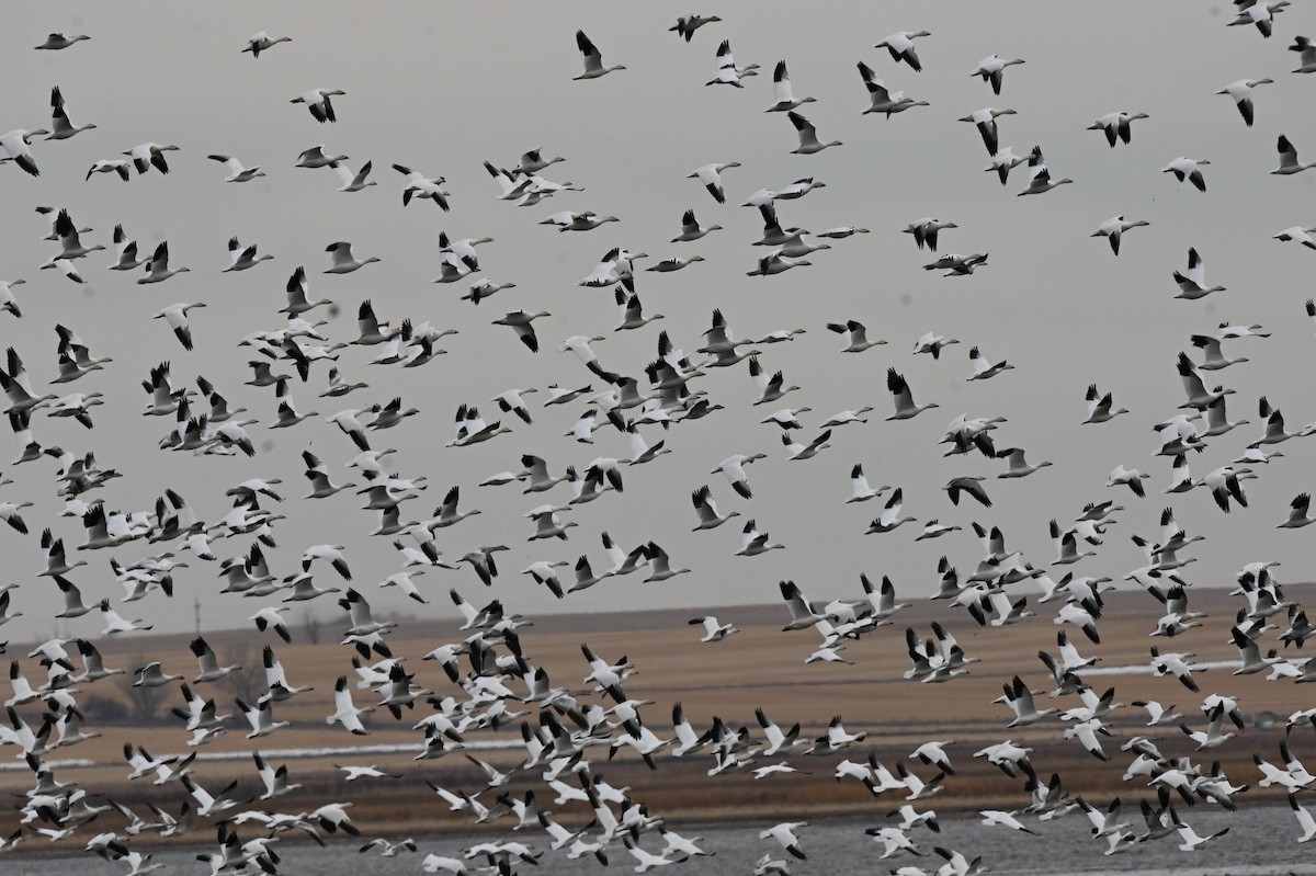 Snow Goose - ML646668090