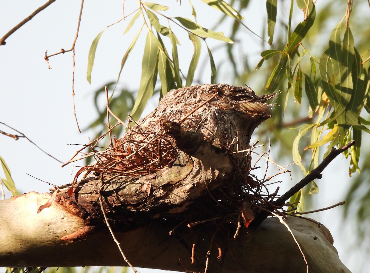 Avustralya Kocaağzı - ML646668091