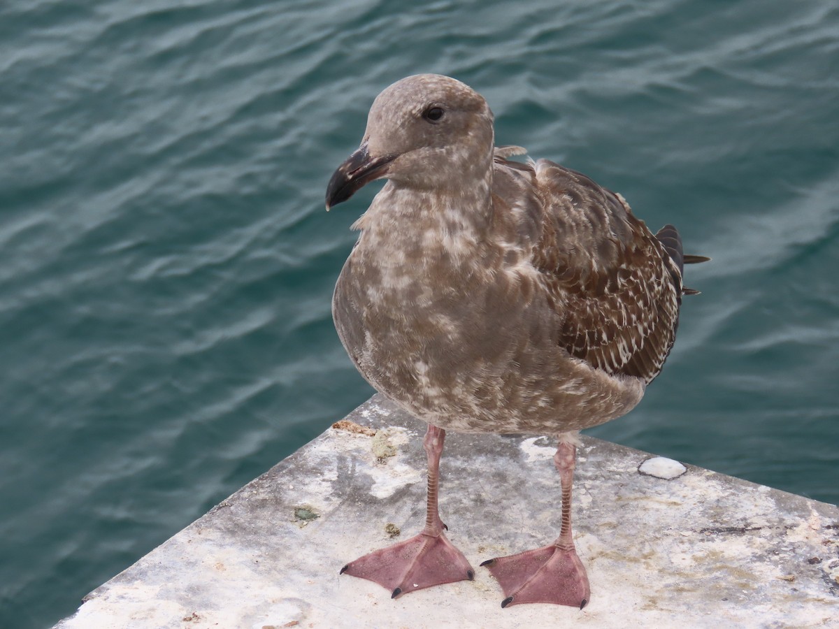 Western Gull - ML646668093