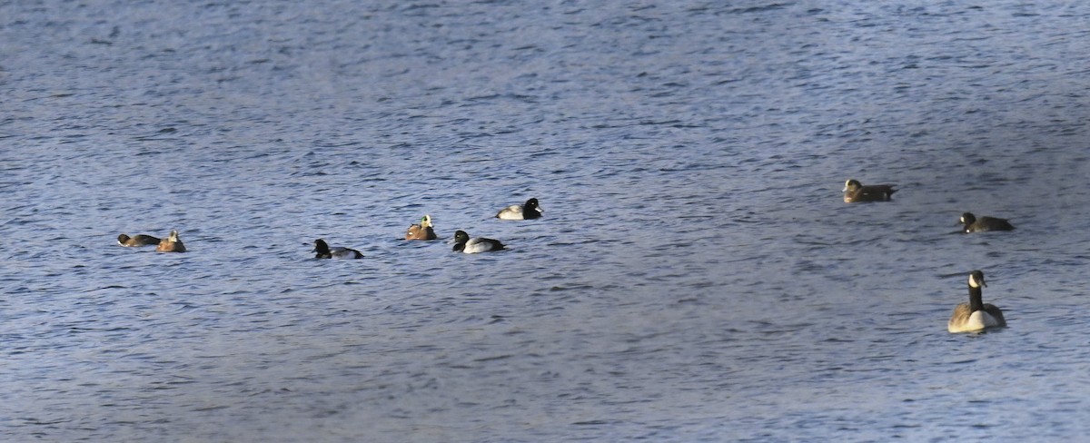 Fischione americano - ML646668094