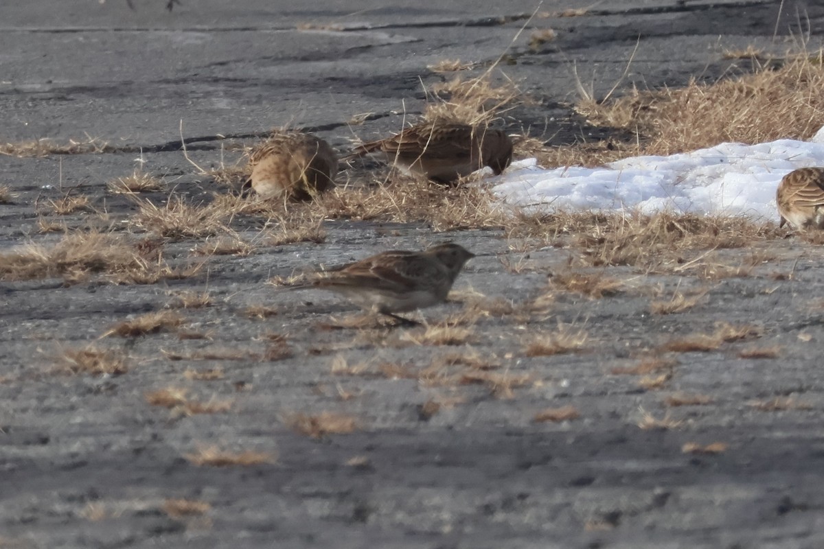 גיבתון לפלנדי - ML646668095