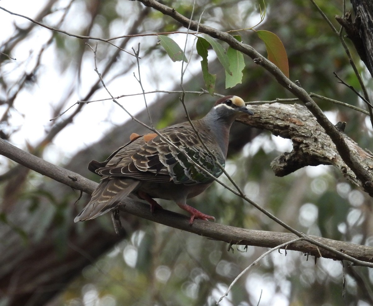 Common Bronzewing - ML646668098
