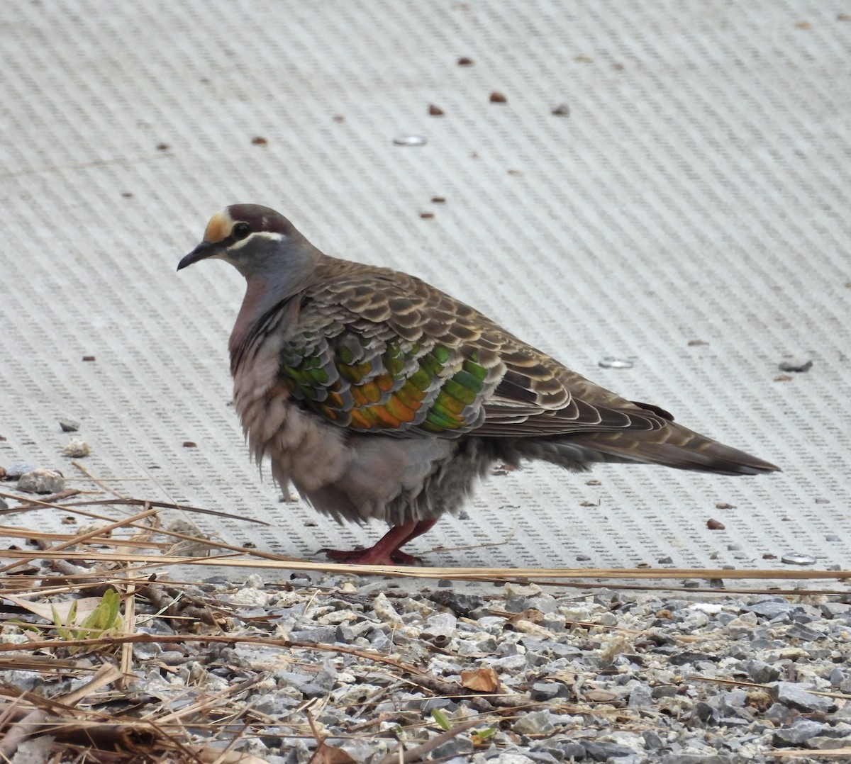 Common Bronzewing - ML646668099