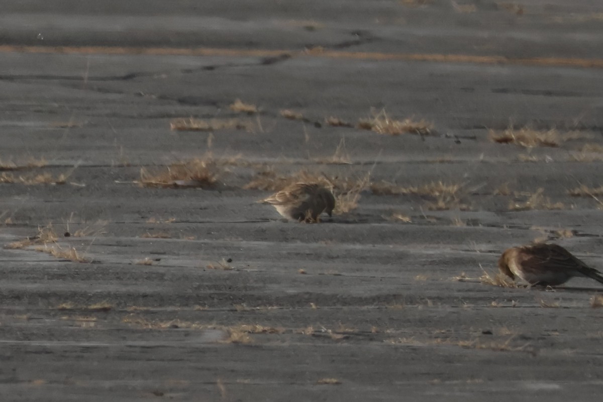 Chestnut-collared Longspur - ML646668101