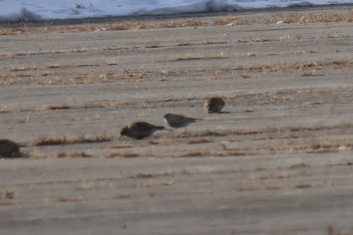 Chestnut-collared Longspur - ML646668102