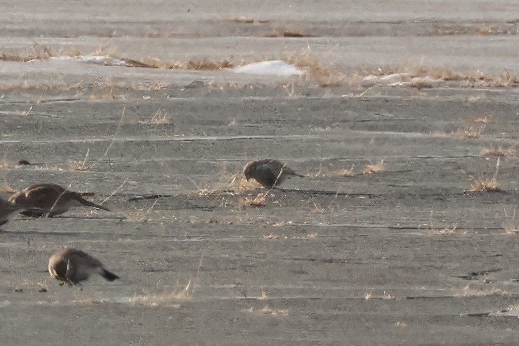 Chestnut-collared Longspur - ML646668103