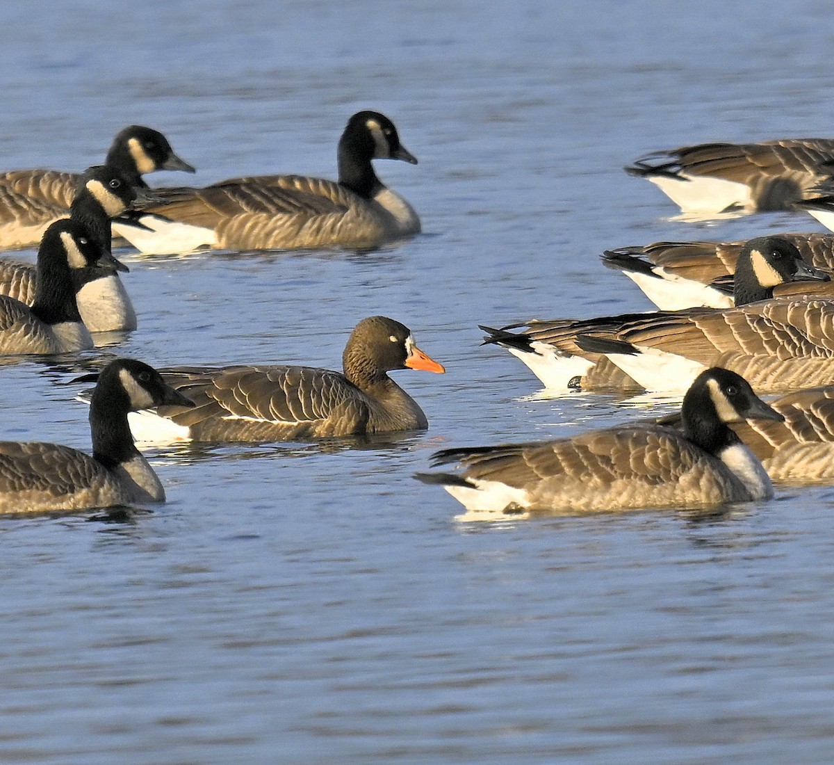 Oca lombardella - ML646668104