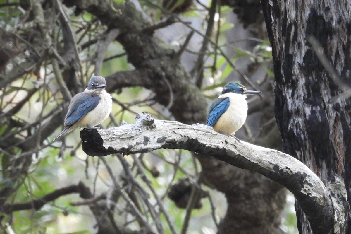 Sacred Kingfisher - ML646668106
