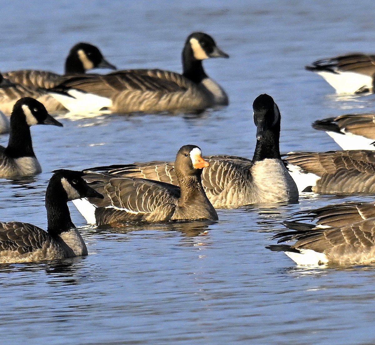 Oca lombardella - ML646668108