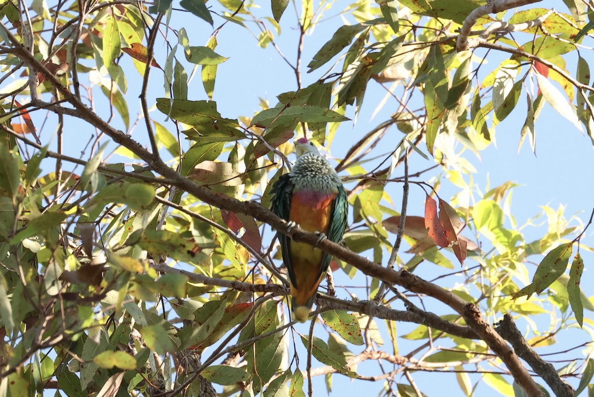 Tilopo Reina - ML646668110