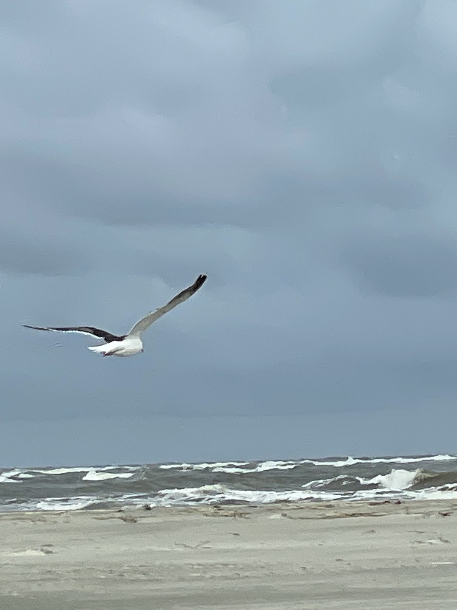 Mantelmöwe - ML646668111