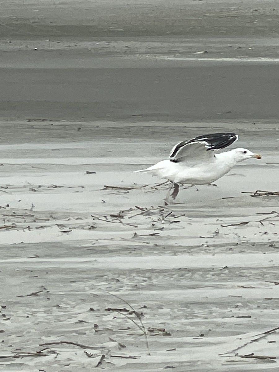 Mantelmöwe - ML646668112