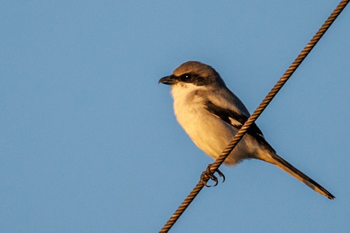 Pie-grièche migratrice - ML646668113