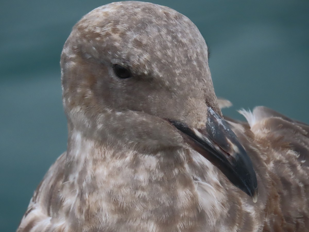 Western Gull - ML646668114