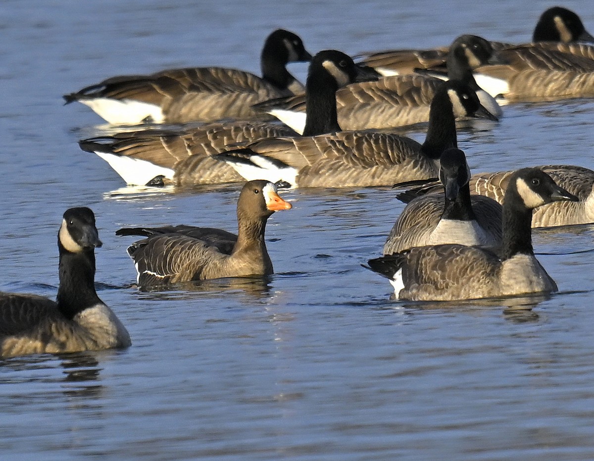 Oca lombardella - ML646668115