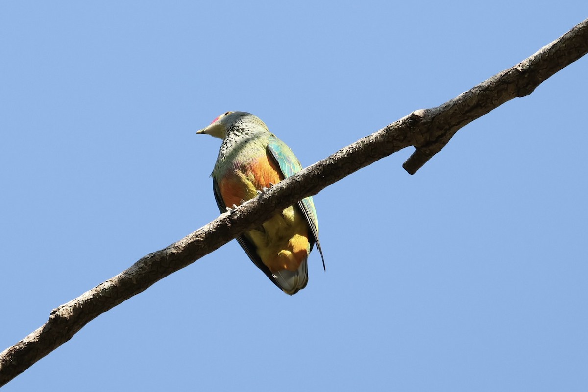 Tilopo Reina - ML646668116