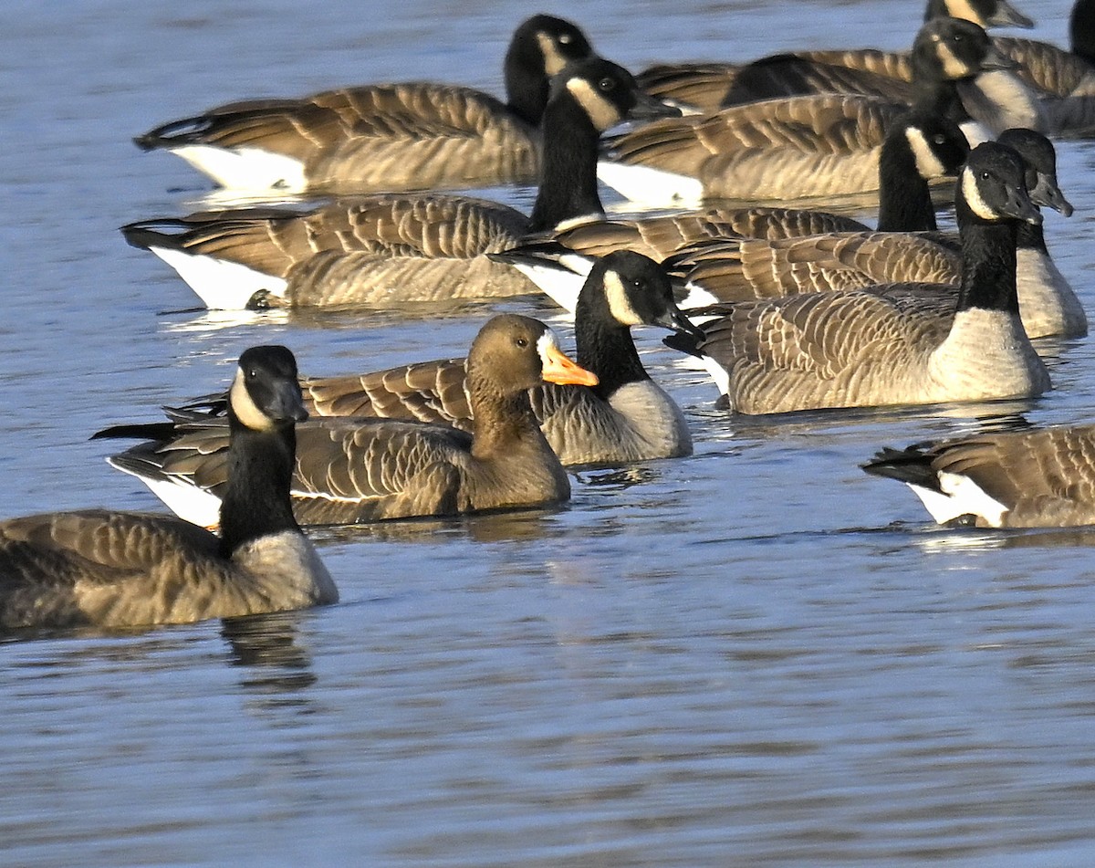 Oca lombardella - ML646668118