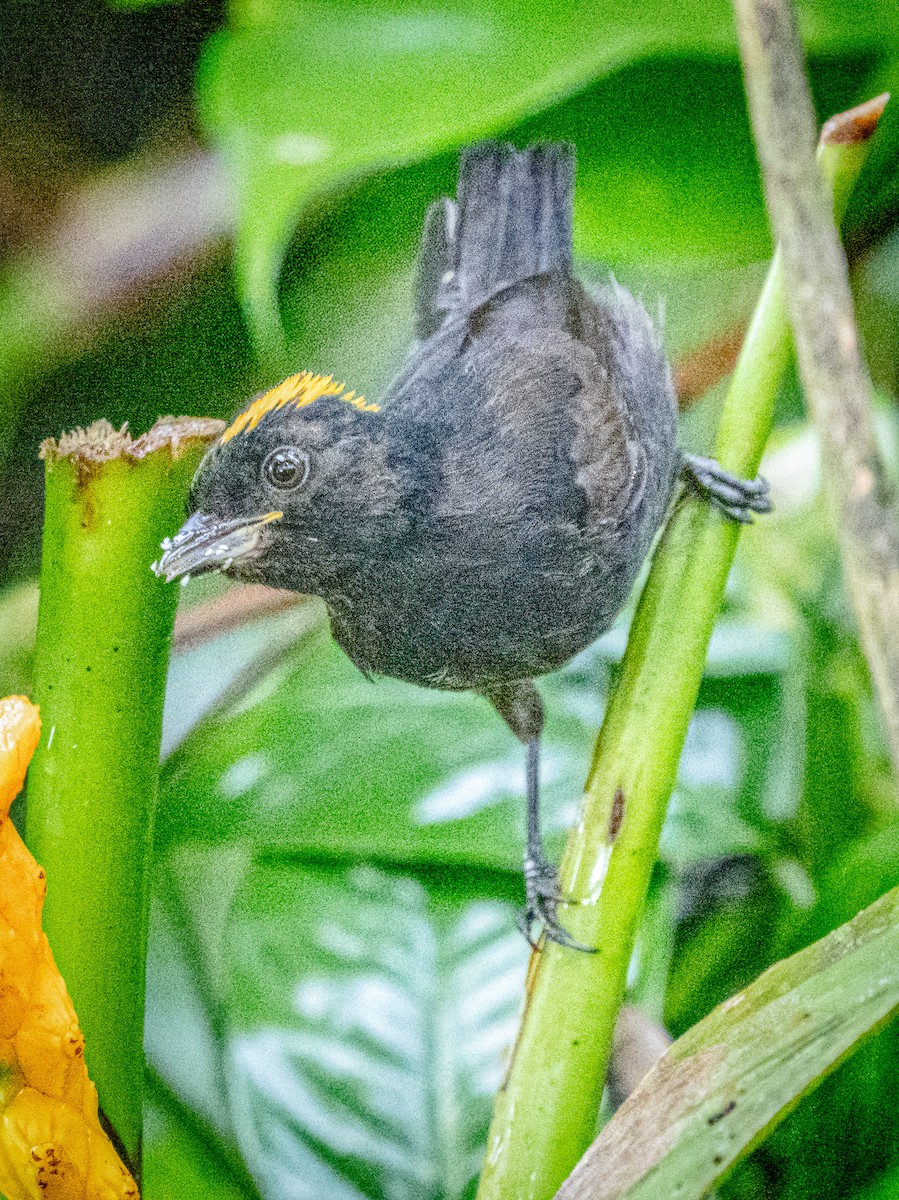 Tawny-crested Tanager - ML646668121
