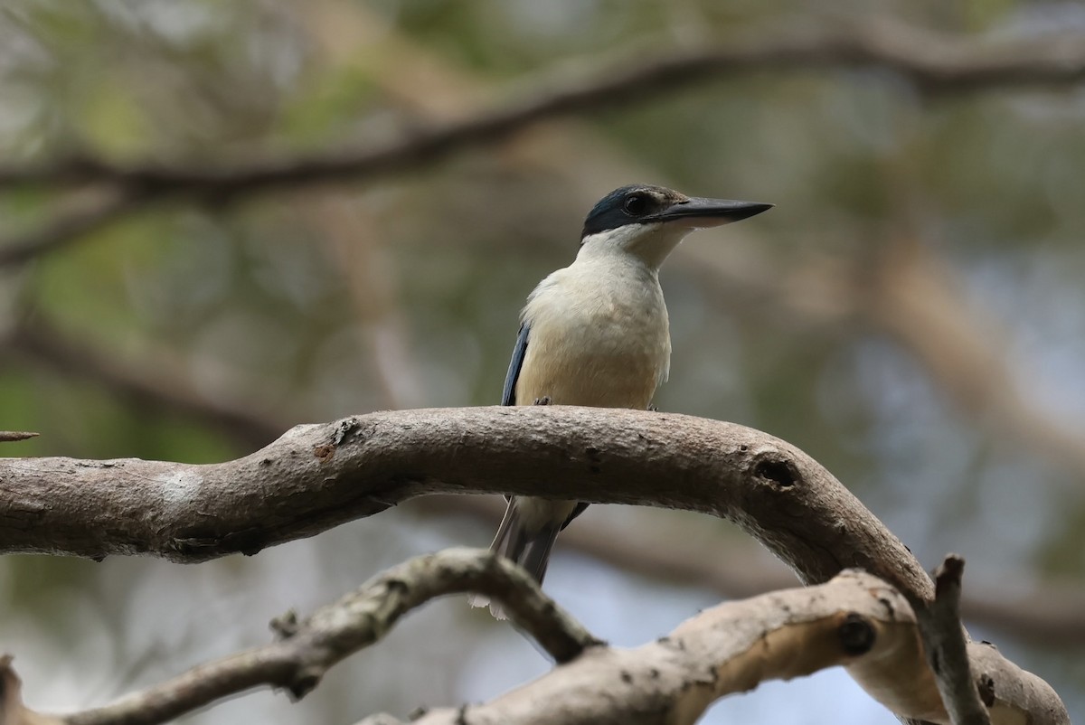 Alción Sagrado - ML646668122