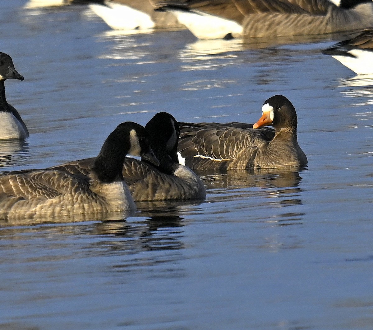 Oca lombardella - ML646668123