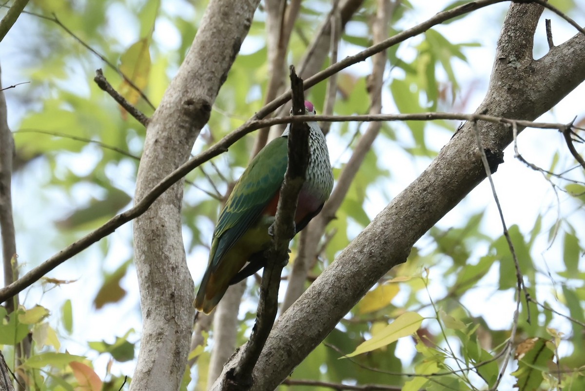 Tilopo Reina - ML646668125