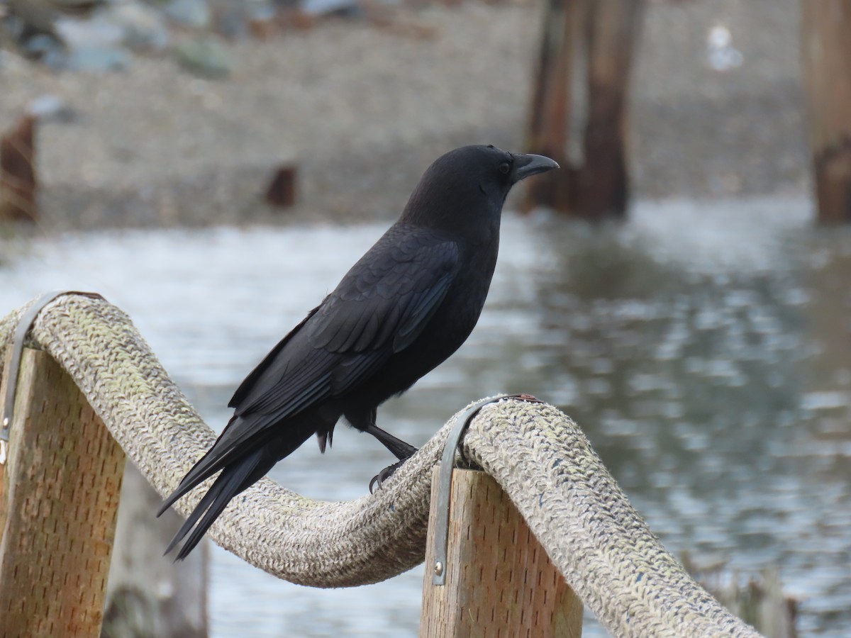 American Crow - ML646668126