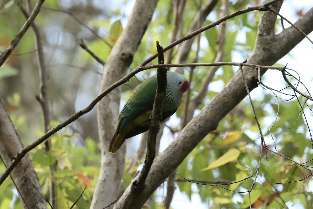 Tilopo Reina - ML646668127