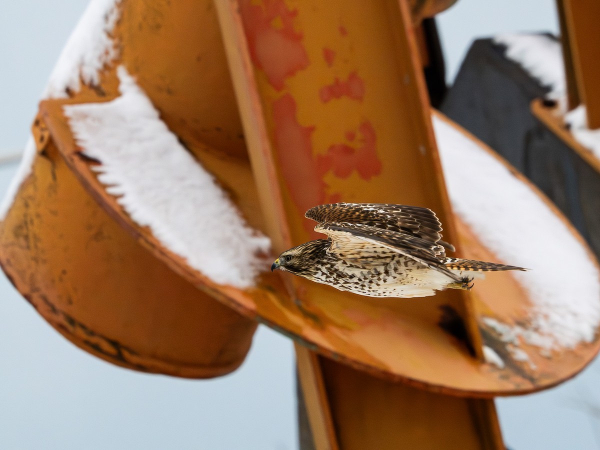 Красноплечий канюк - ML646668129