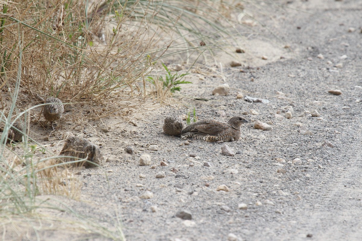 Brown Quail - ML646668131