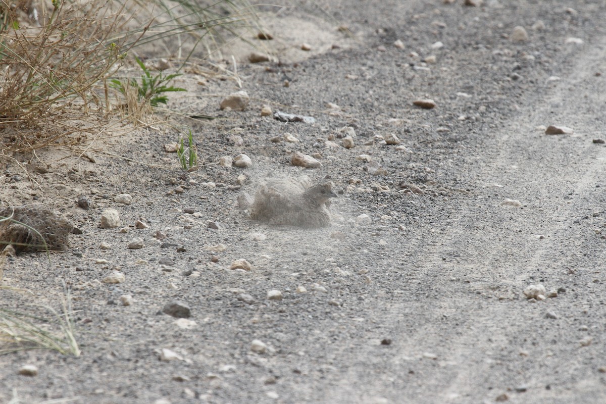 Brown Quail - ML646668132