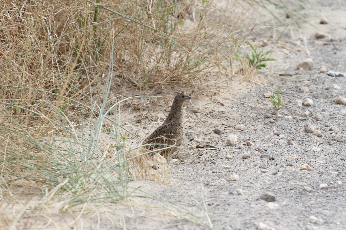 Brown Quail - ML646668133