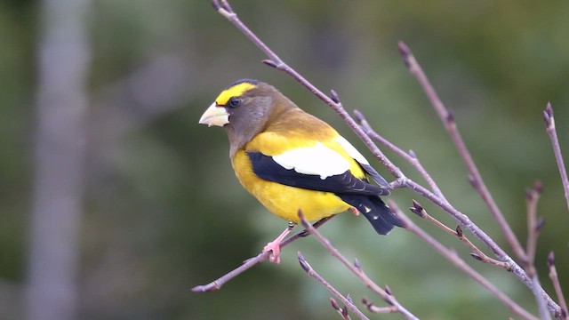 Picogordo Vespertino - ML646668134