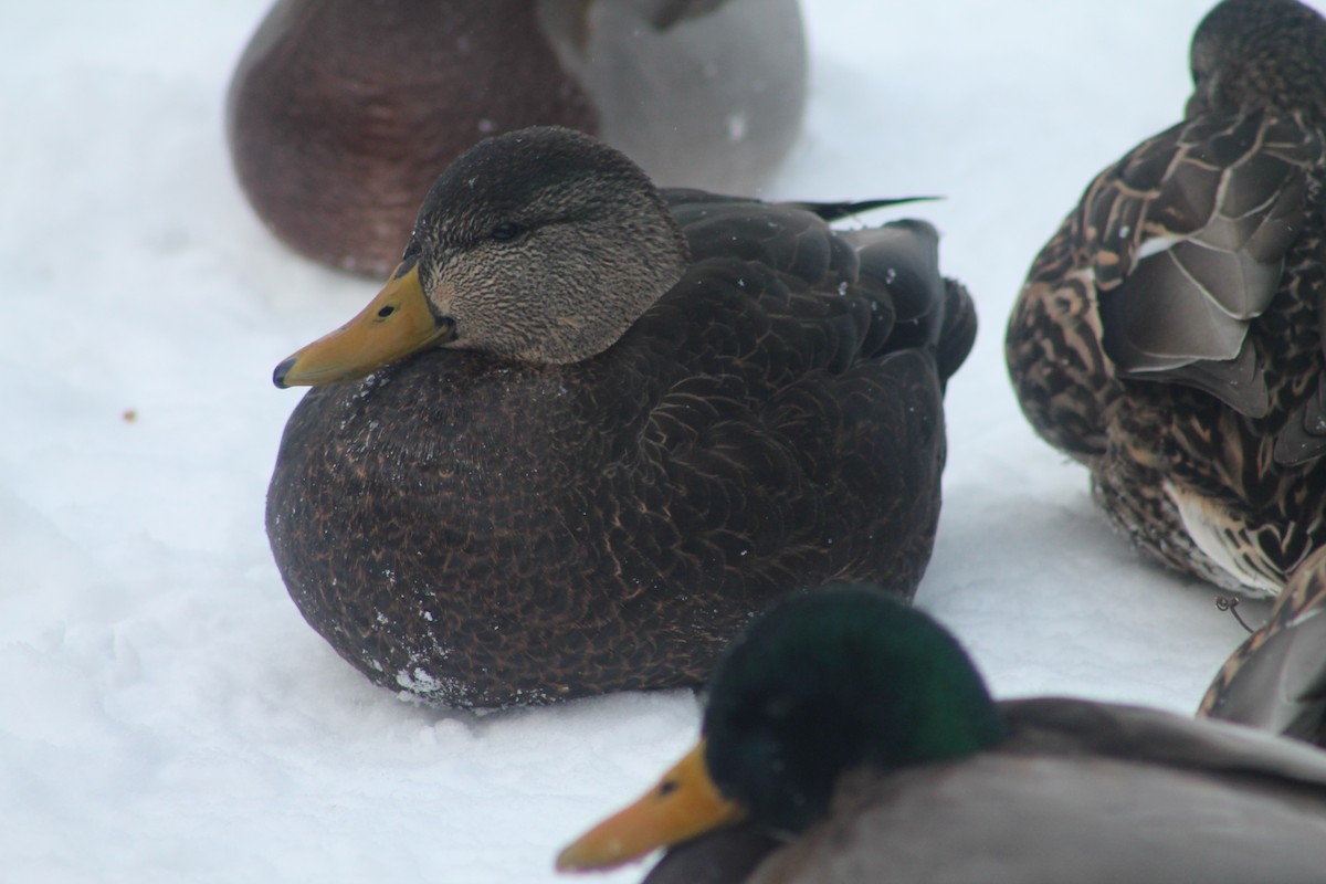 American Black Duck - ML646668137