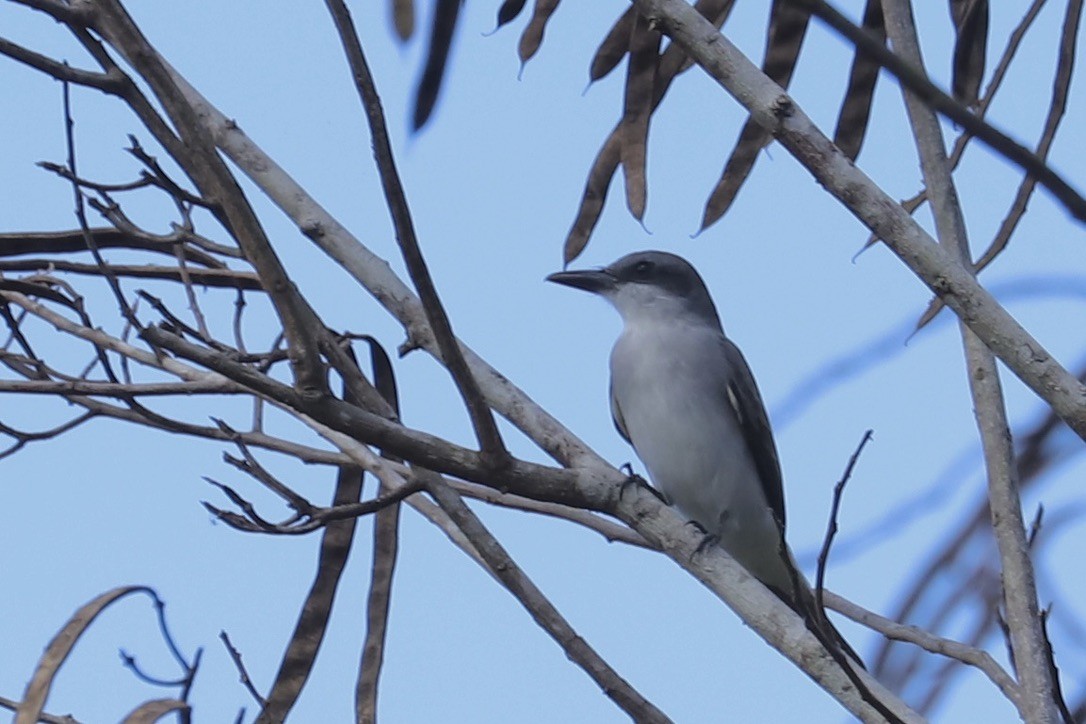 ハイイロタイランチョウ - ML646668138