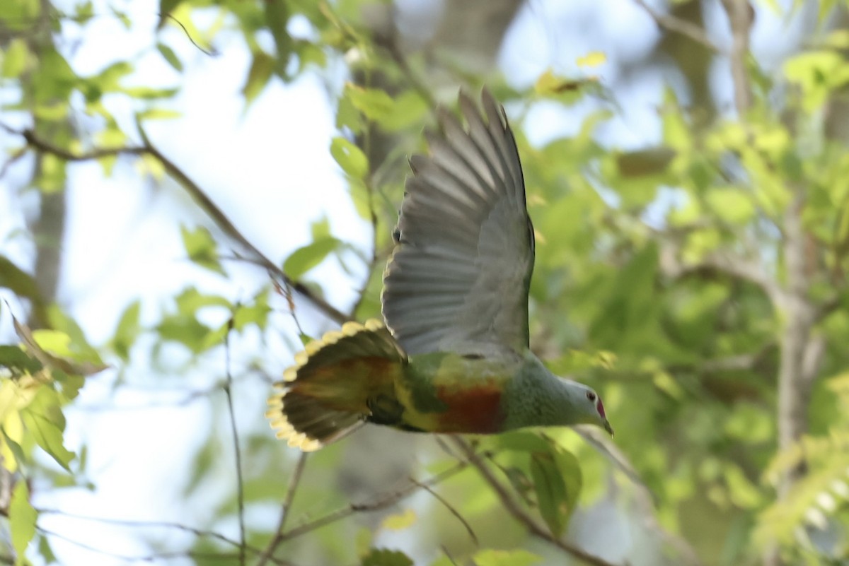 Tilopo Reina - ML646668139