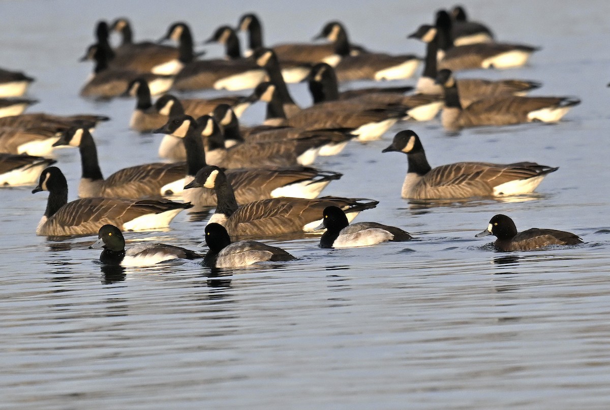 Moretta grigia - ML646668150