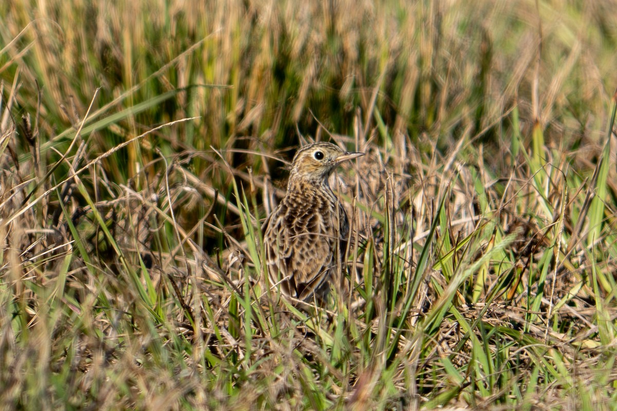 Sprague's Pipit - ML646668153