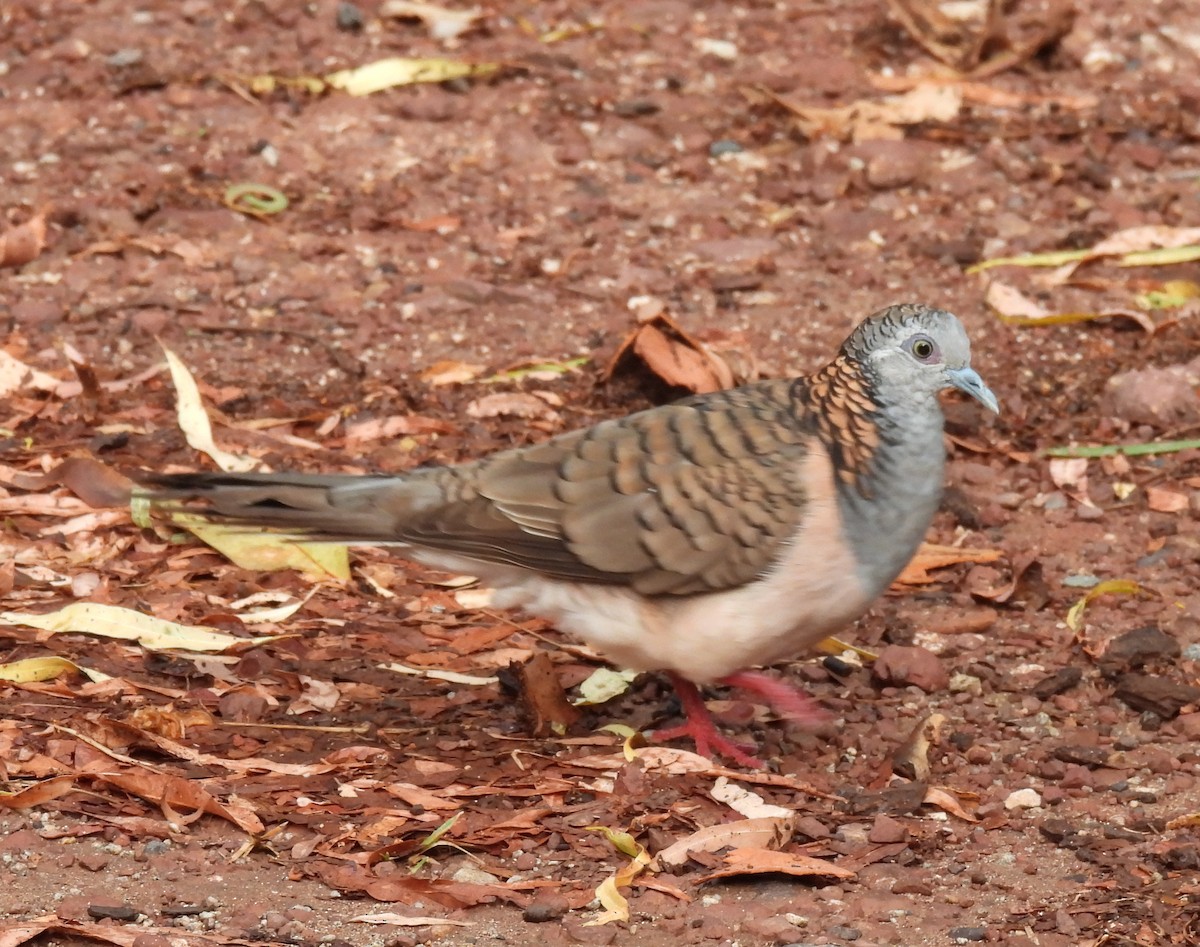 Yazılı Omuzlu Kumru - ML646668157