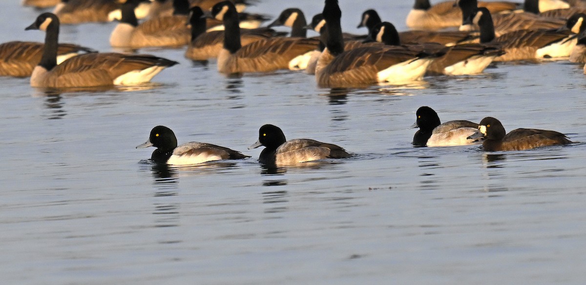 Moretta grigia - ML646668158