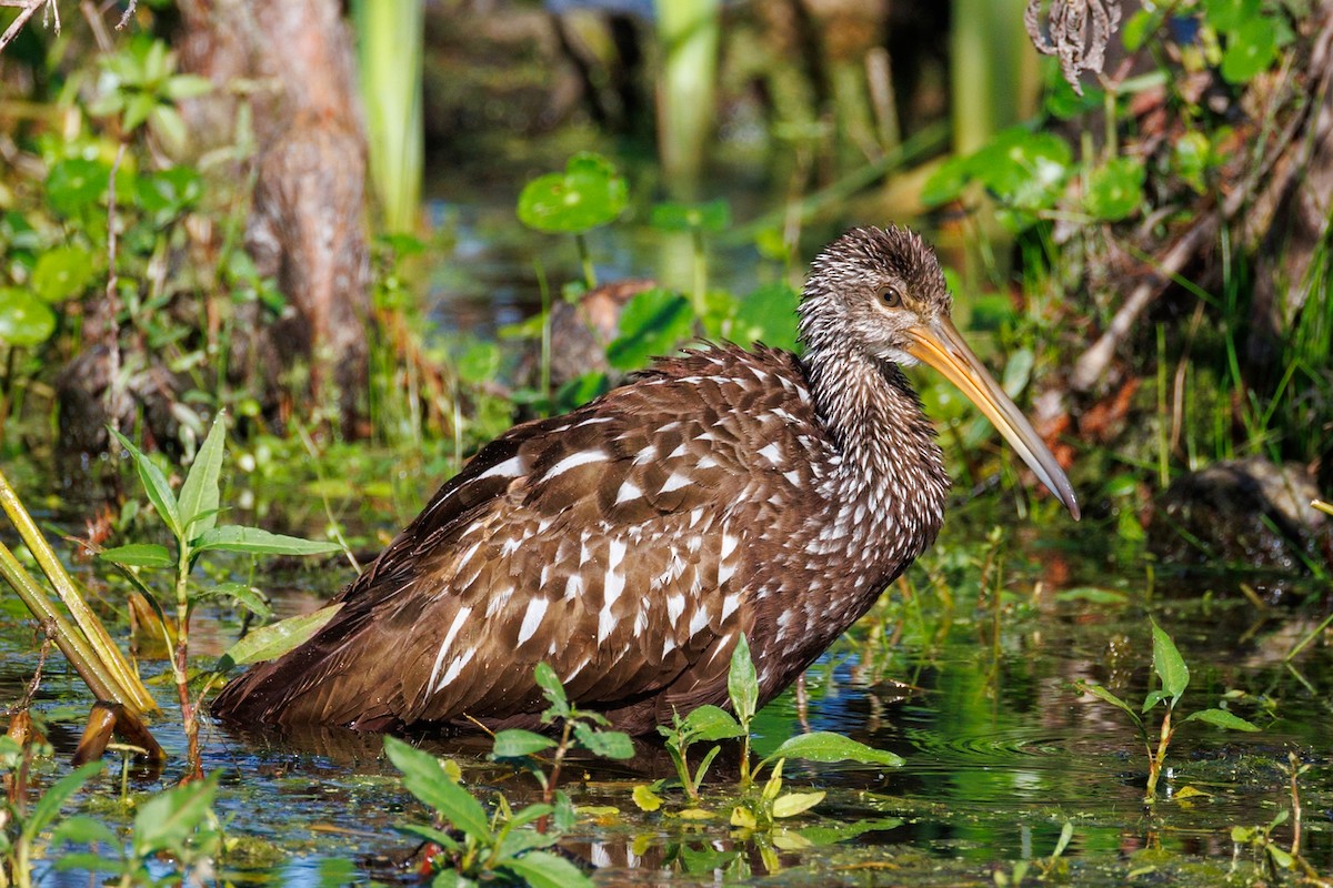 Limpkin - ML646668161