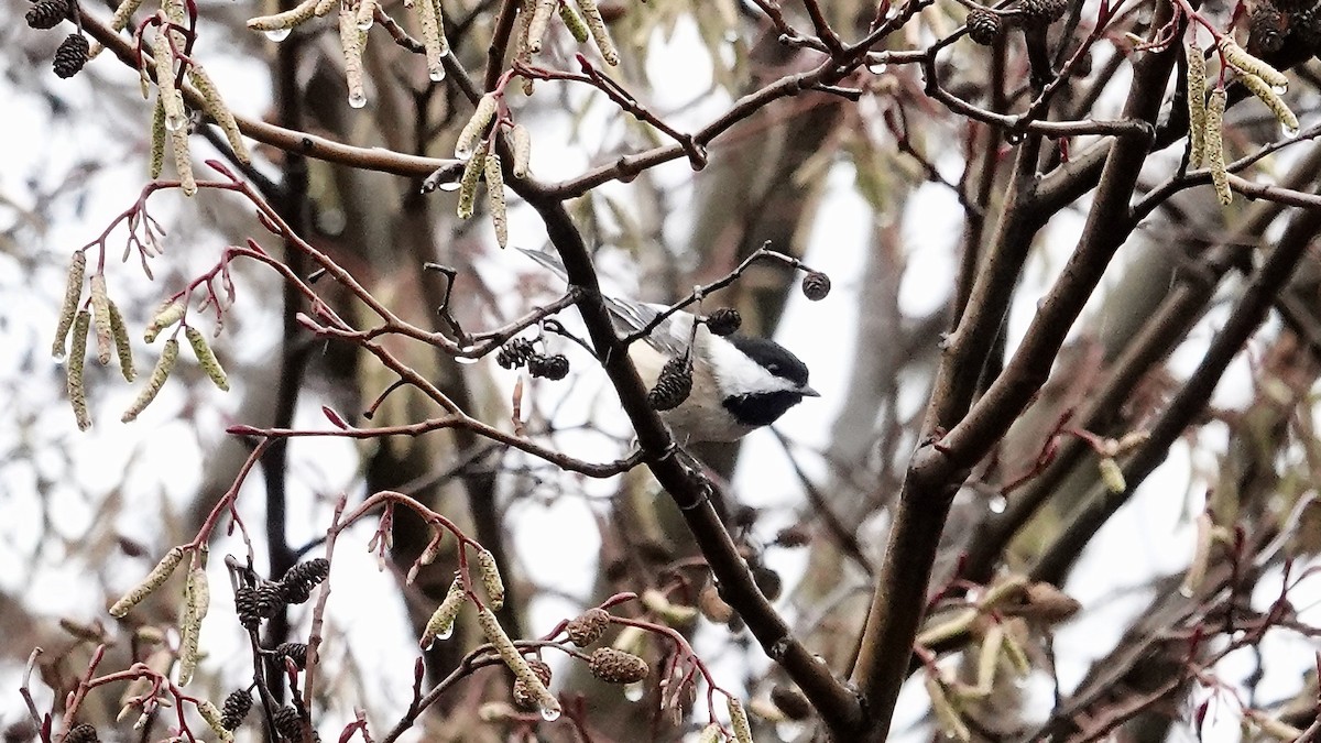 Black-capped Chickadee - ML646668164
