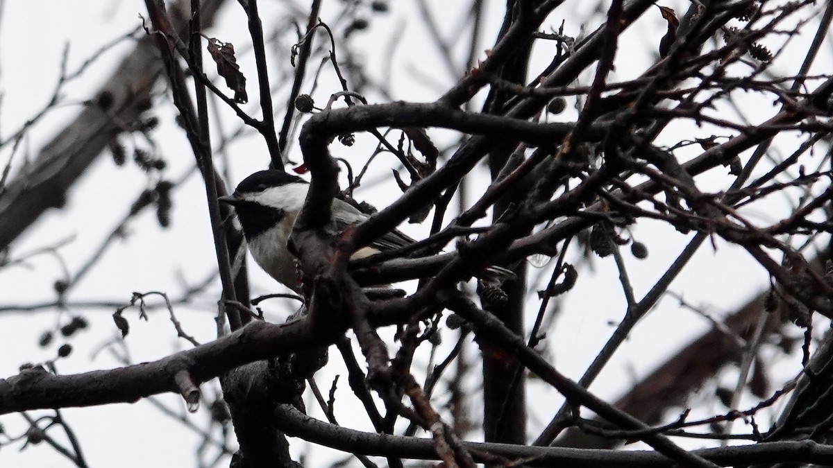 Black-capped Chickadee - ML646668165