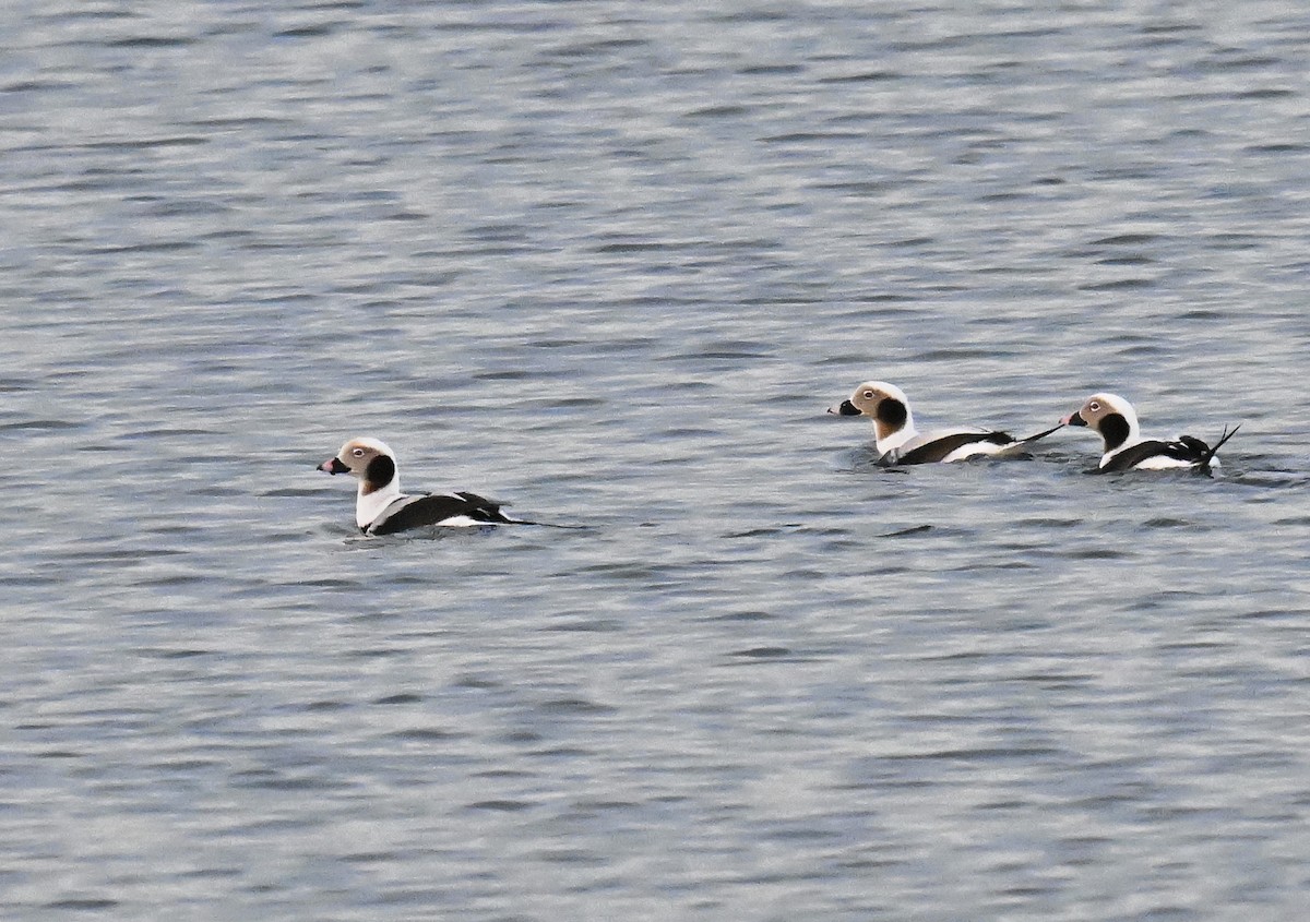 Moretta codona - ML646668166