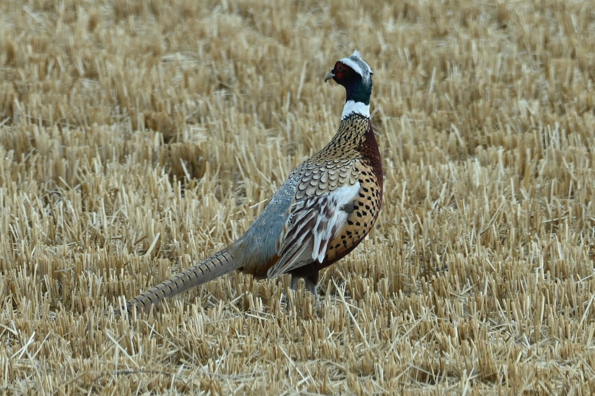 Ring-necked Pheasant - ML646668167