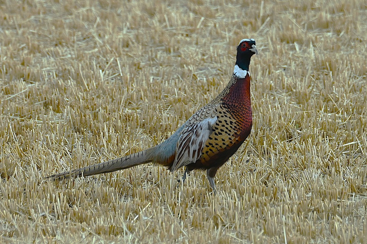 Ring-necked Pheasant - ML646668168