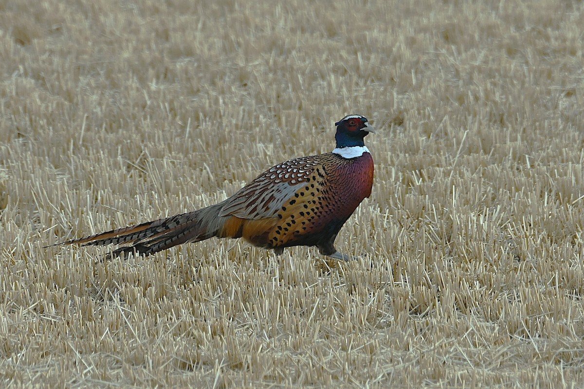 Ring-necked Pheasant - ML646668169