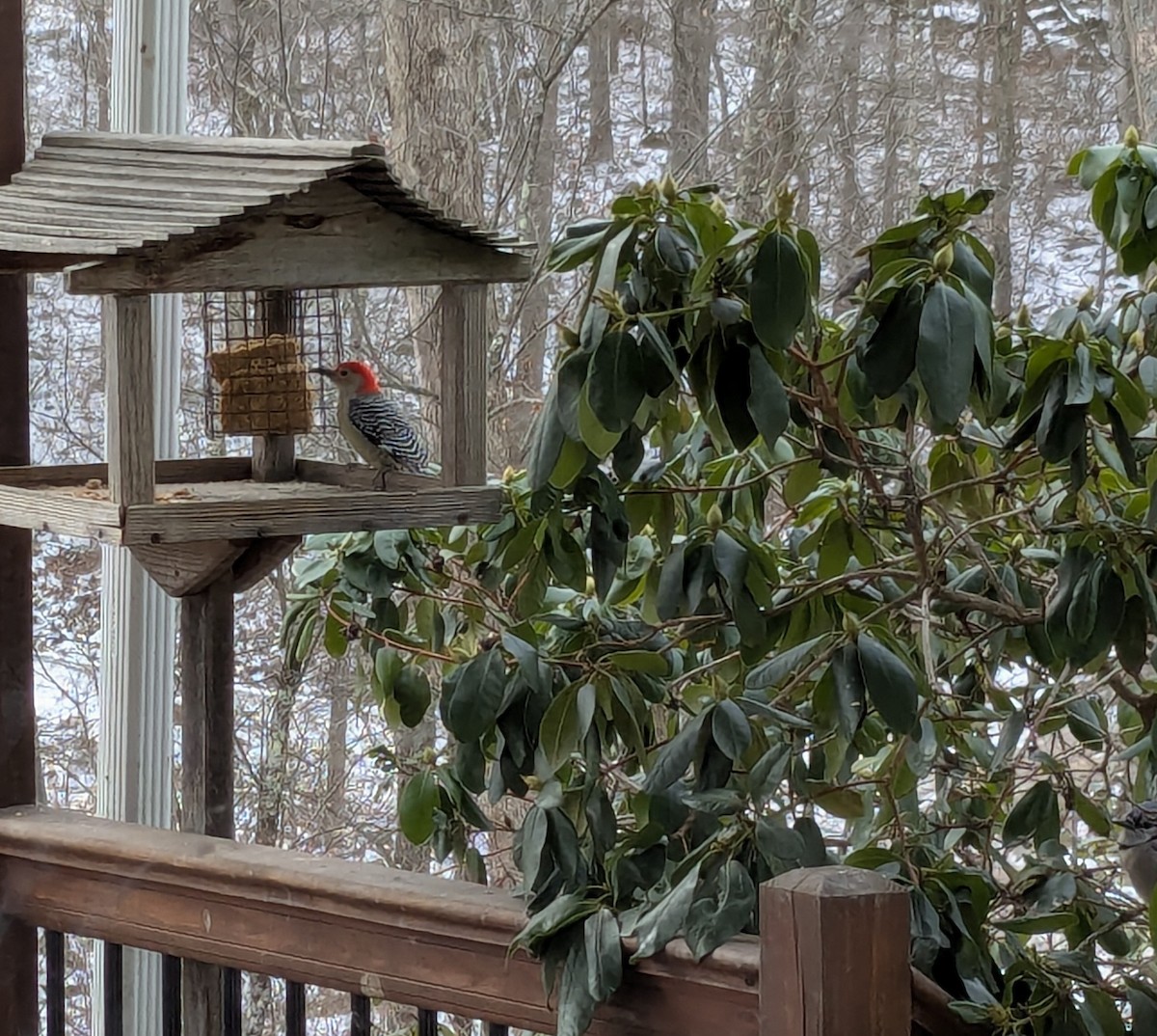 Red-bellied Woodpecker - ML646668170