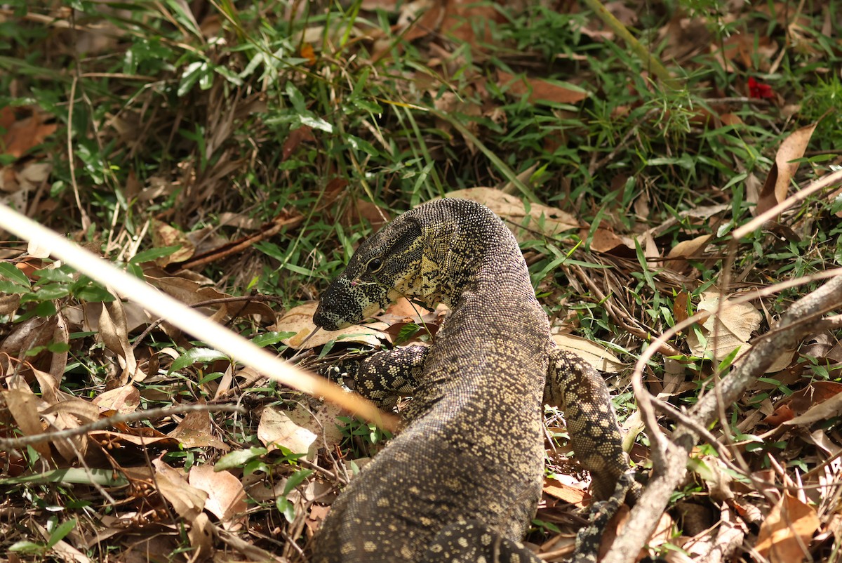 Lagarto monitor variado - ML646668171