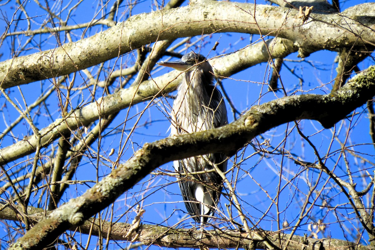 Great Blue Heron - ML646668173