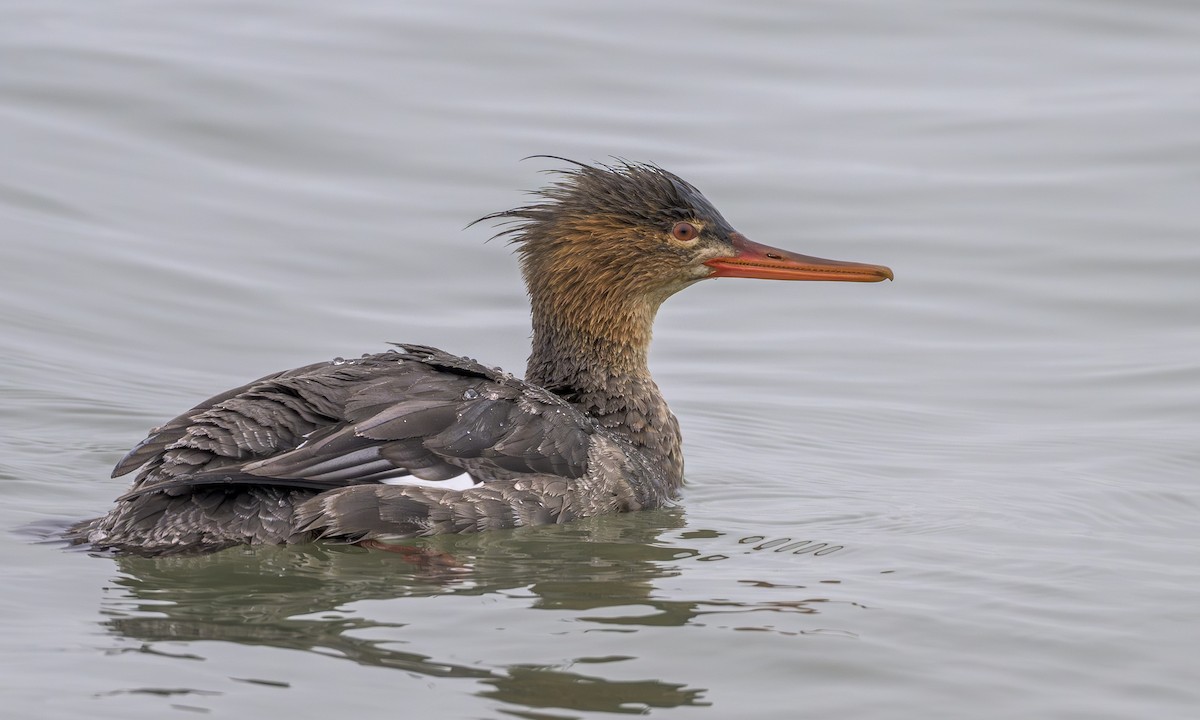 Mittelsäger - ML646668190